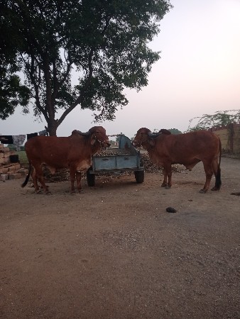 थंबनेल 2