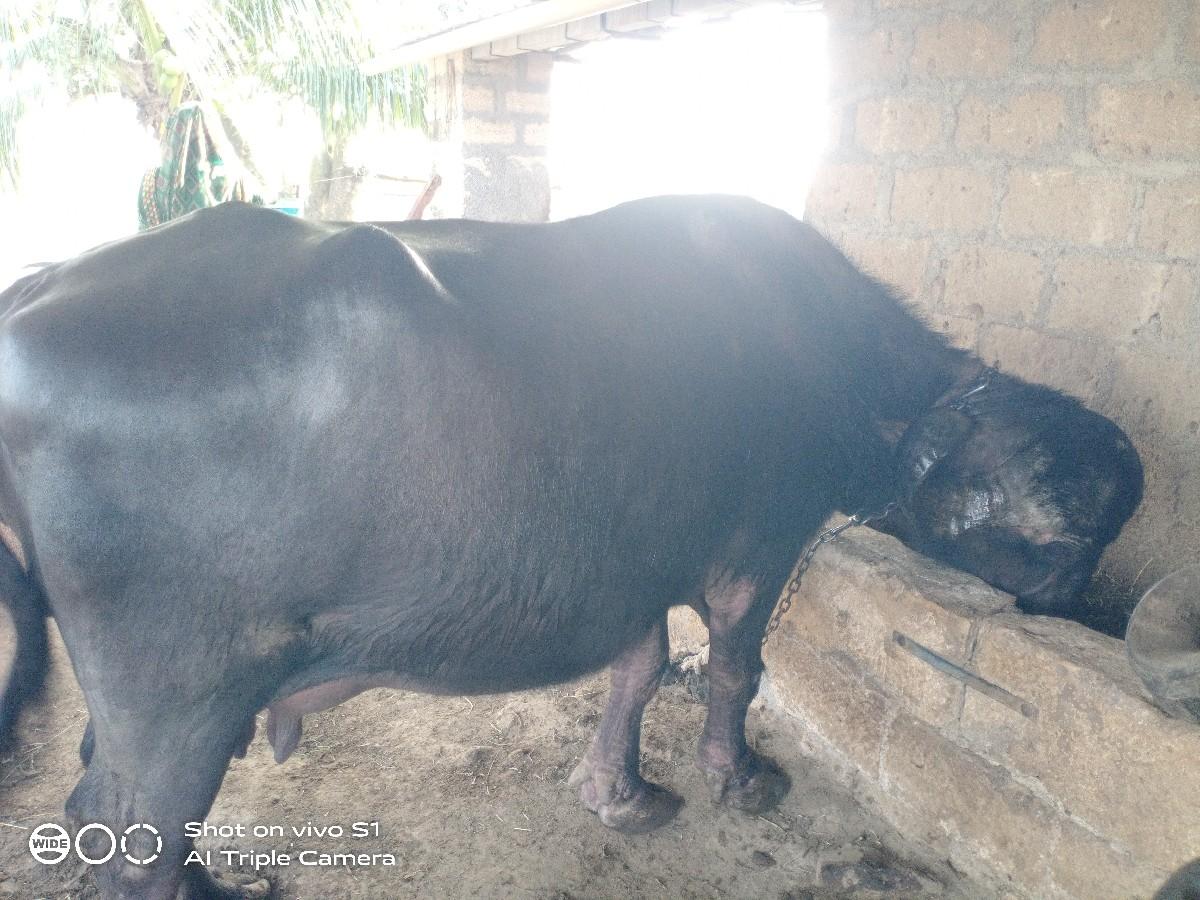 थंबनेल 2