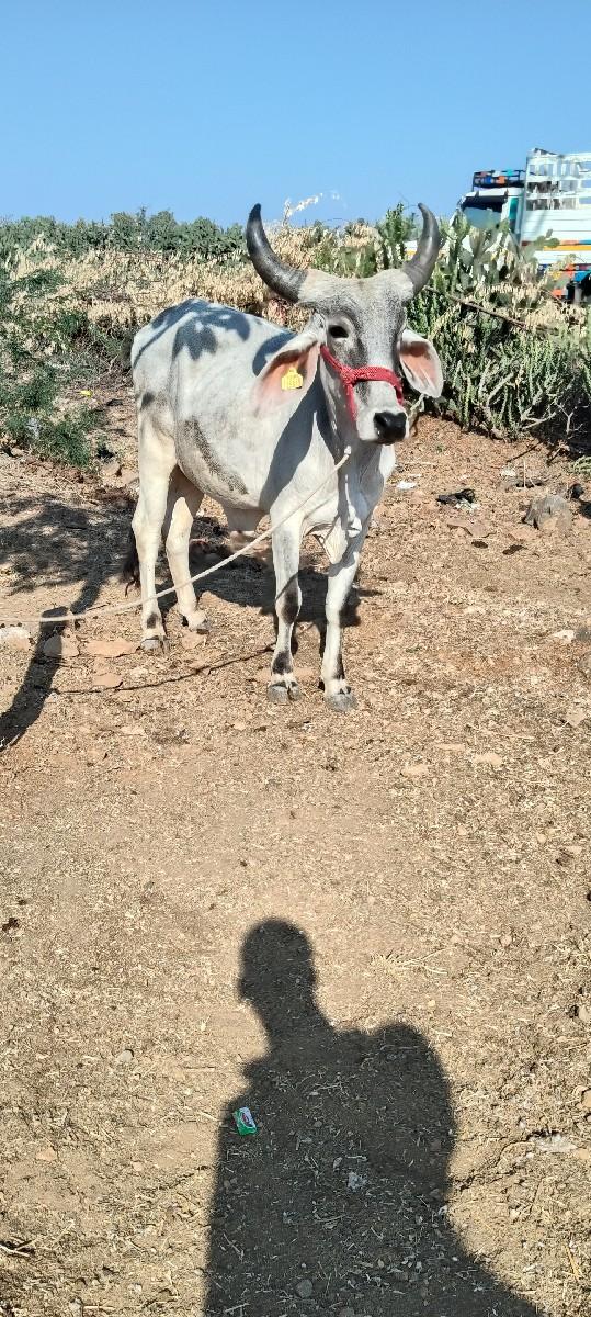 थंबनेल 2