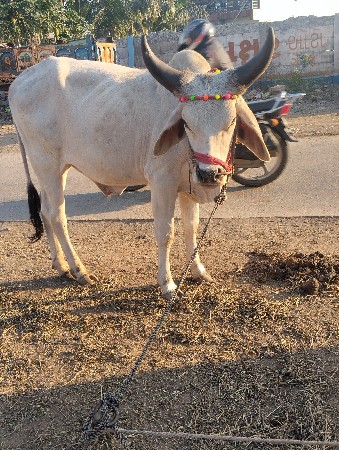 थंबनेल 3