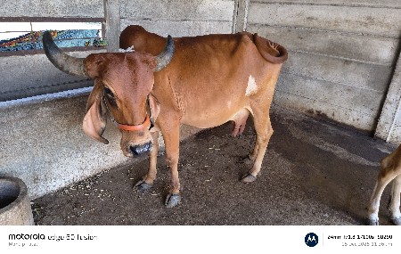 ગાય વેચવાની છે..