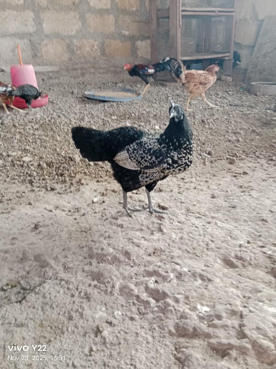 Desi murgha vech va na che