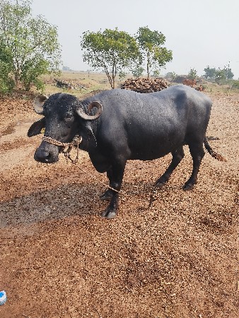 थंबनेल 2