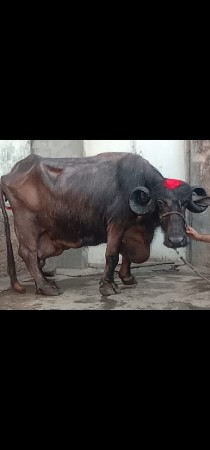 2 ભેંસ વેચવાનું છે