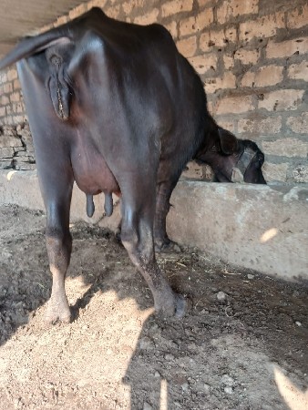 આ.ભેશવેશવાનિછે