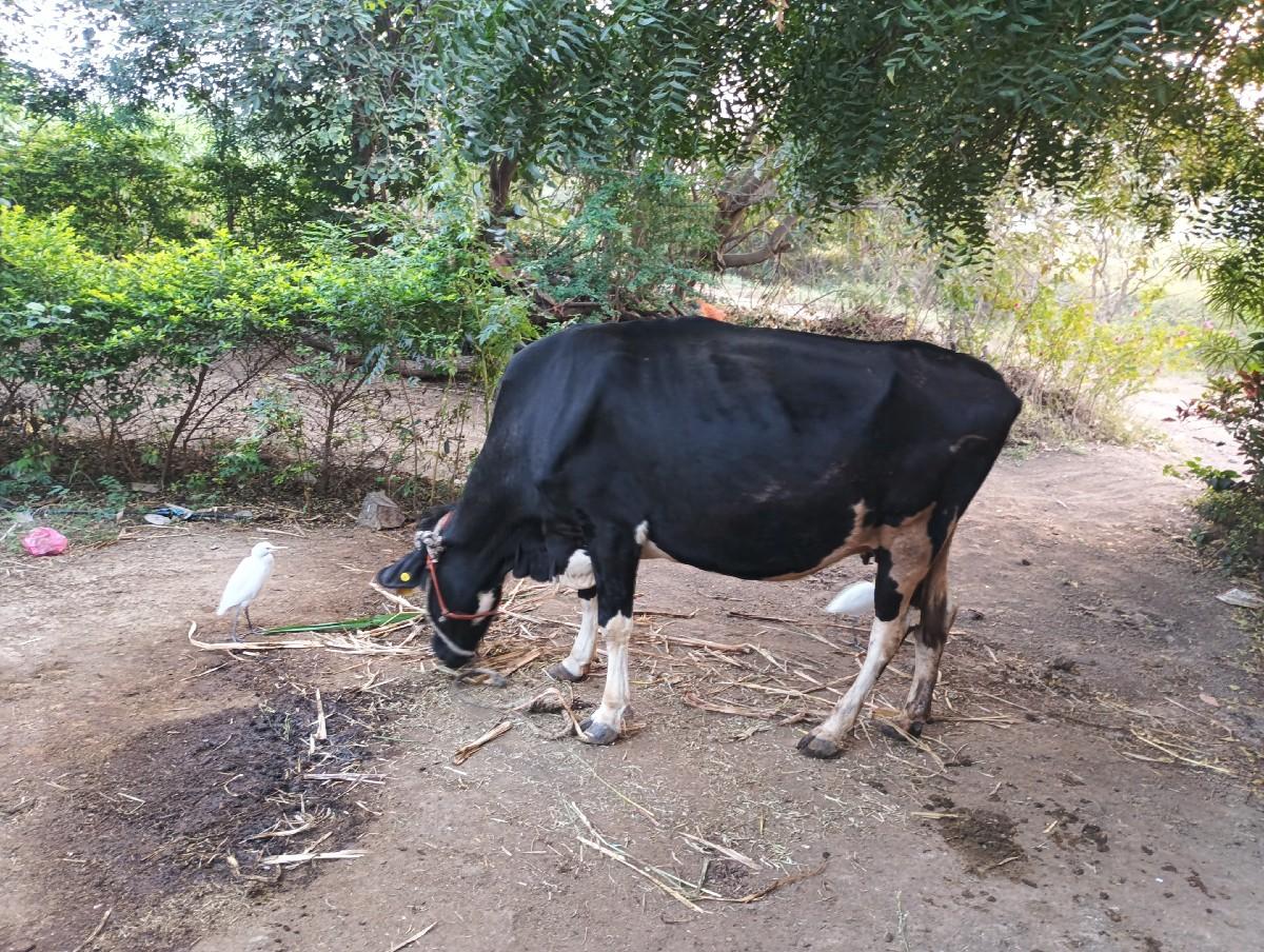 જર્સી ગાય વેચવાની છે