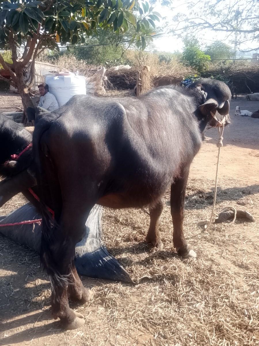 પાડી વેચવાની છે