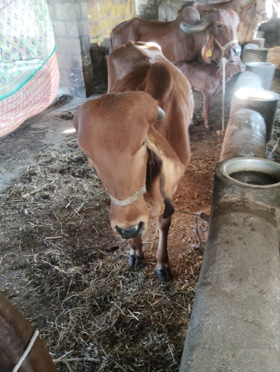 ઓડકી વેચવાની  સે