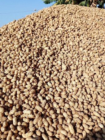 ક્રાંતિ ૯૩ મગફળી કોરી