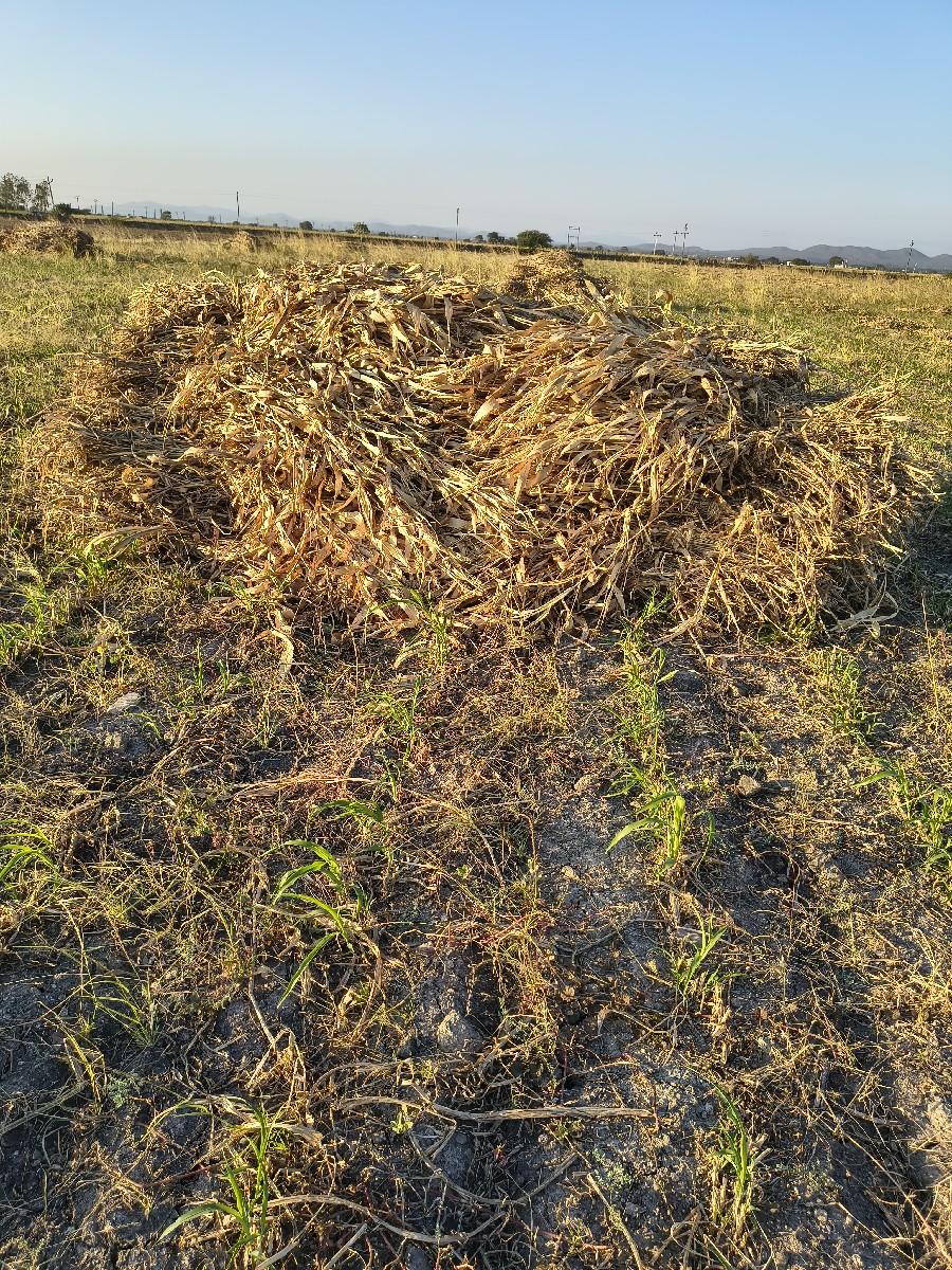 શુકેલ નિરણ વેસવાની છે