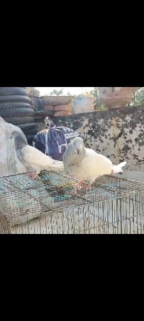 थंबनेल 2