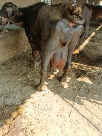 थंबनेल 2