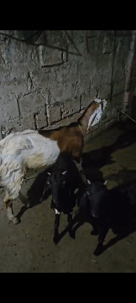 थंबनेल 3