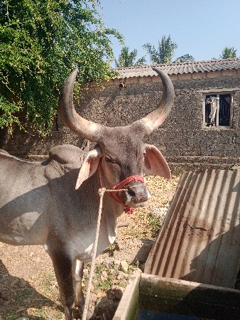 थंबनेल 2