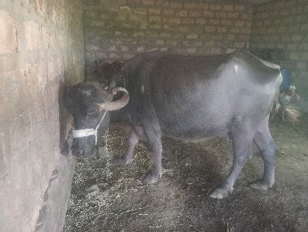 ભેંસ વેચવાની છે