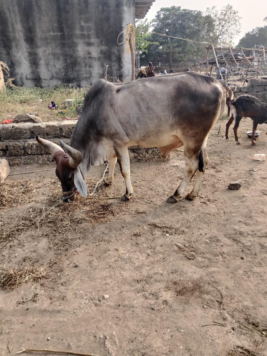 chalu Birla sevana hai