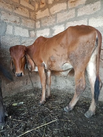 થંબનેલ 3