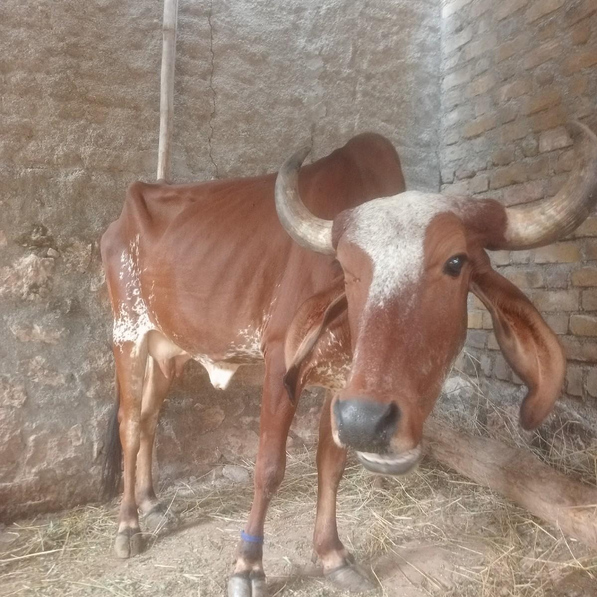 ગાય   guy ghodon ke ghodi  Charlie