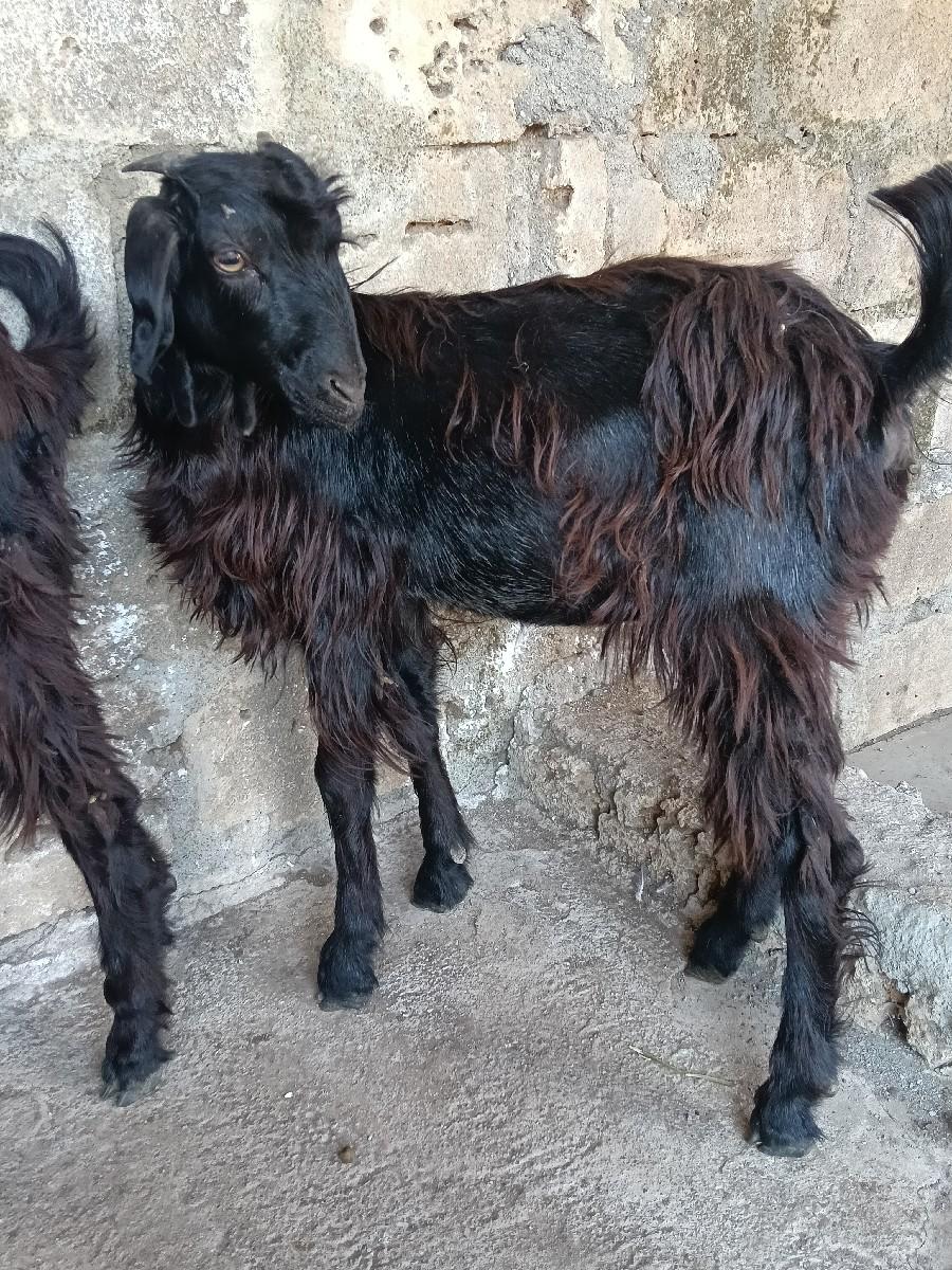 થંબનેલ 2