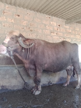 थंबनेल 3