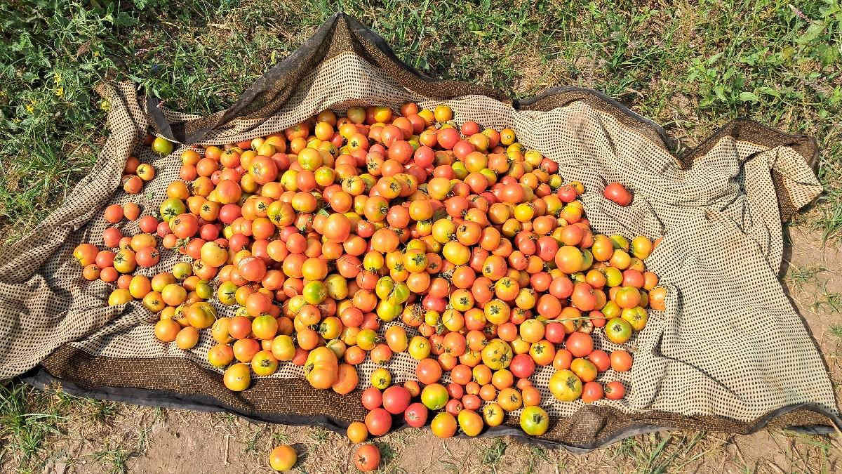 ટમેટા દેશી