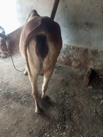 થંબનેલ 3