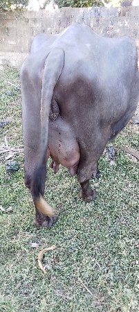 કિંમત મા જાજો ફેરફાર નય થાય