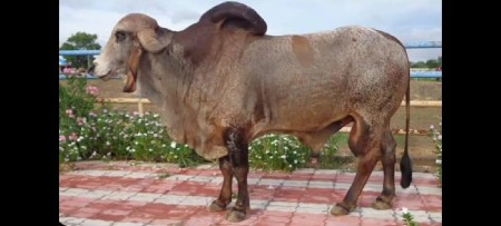 થંબનેલ 2