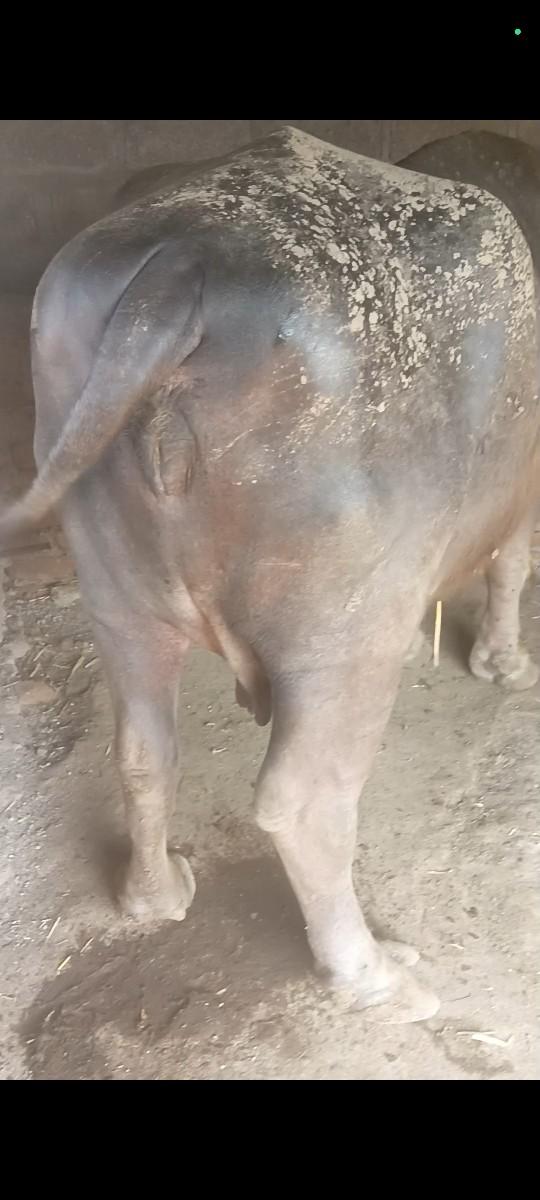 थंबनेल 2