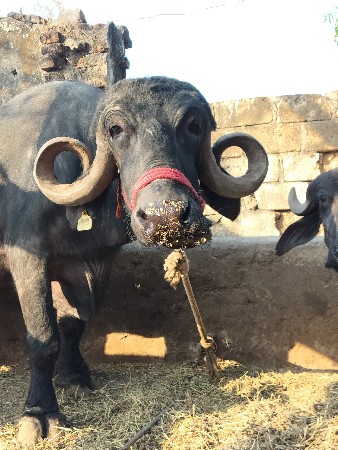 2 ભેહુ વેચવાની છે