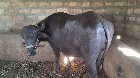 1 પેલુ વેતર ખડેલિ