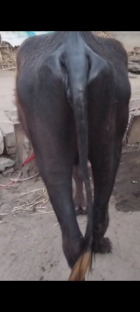 थंबनेल 2