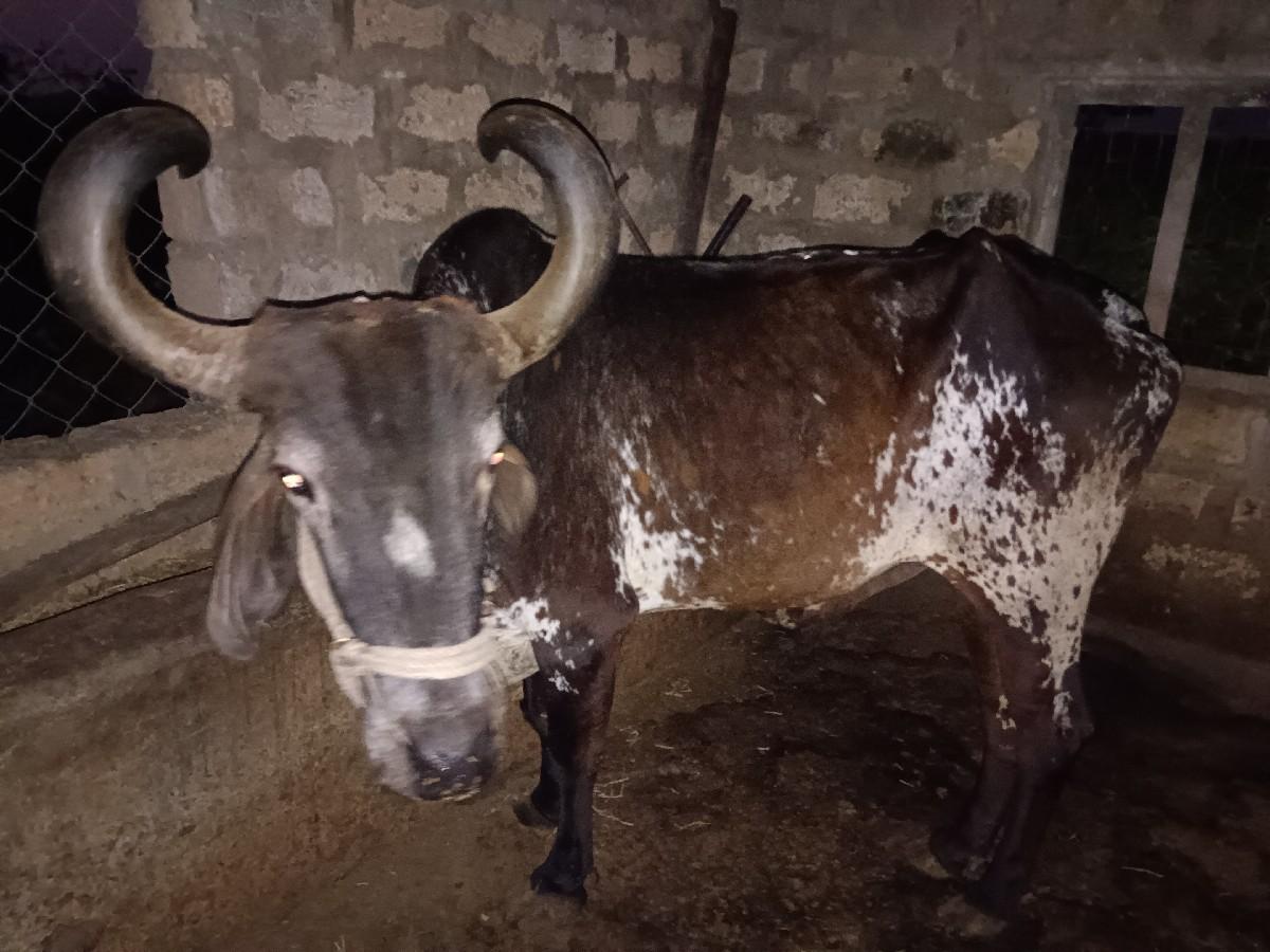 थंबनेल 2