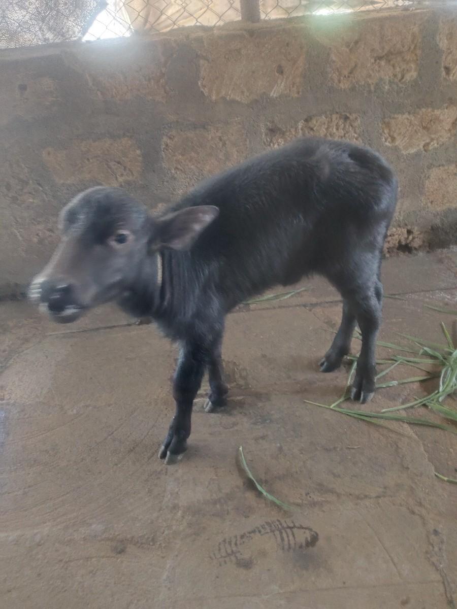 પેલું વેતર ખડેલી વેચવાની છે