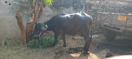 ખેળેલુ પેલુ વેતર