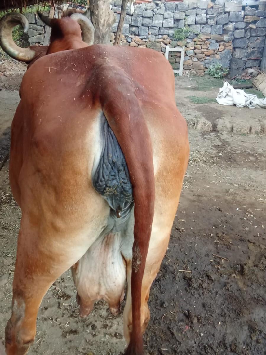 ગાય ૧૫-૨૦ દિવસ માં વિયાશે.