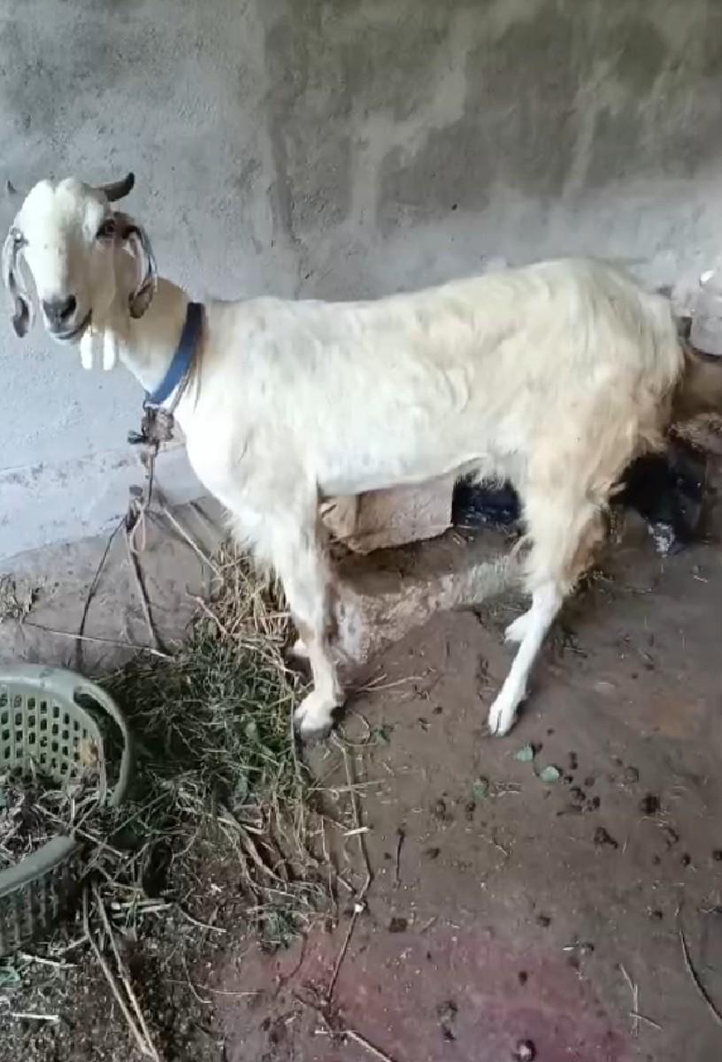 થંબનેલ 3