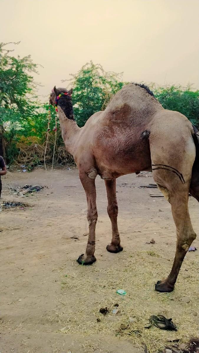 વચવાનું