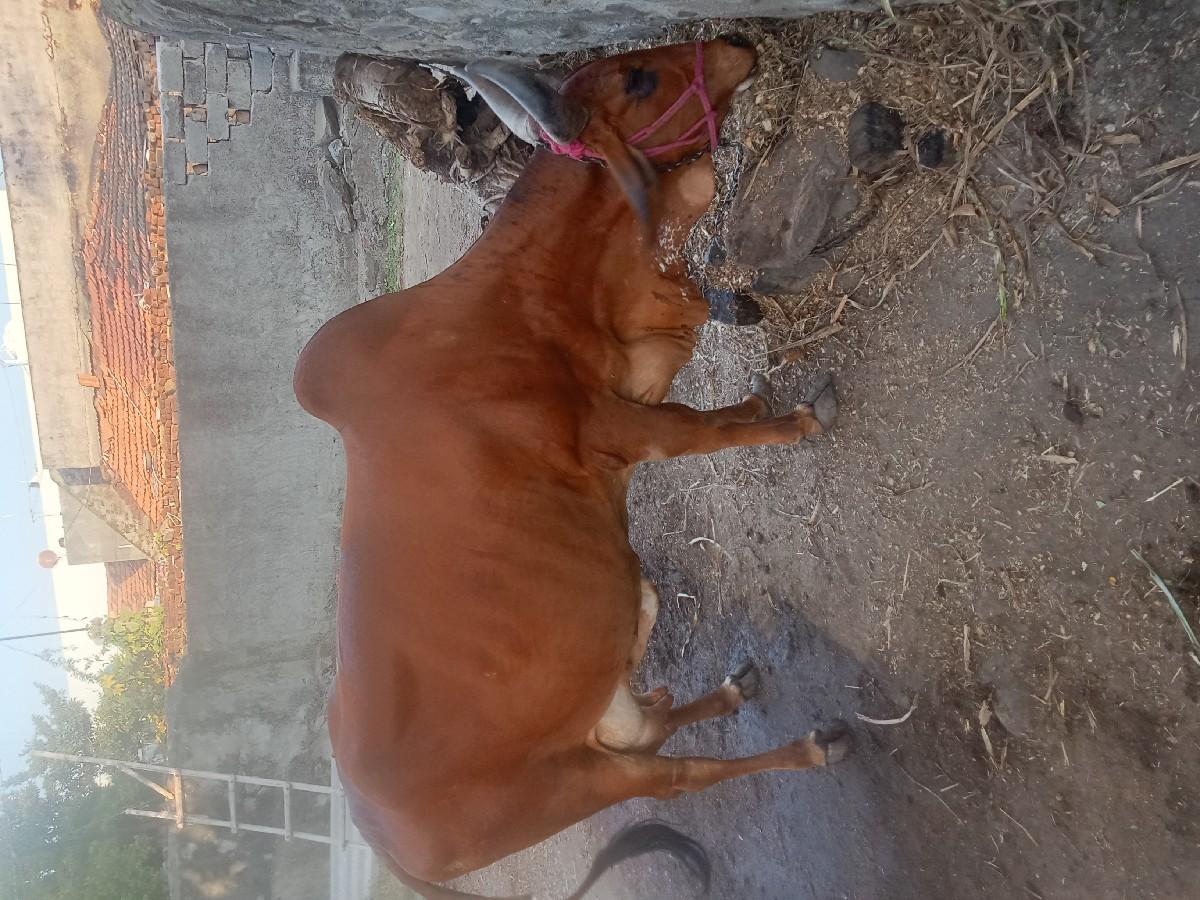 थंबनेल 3