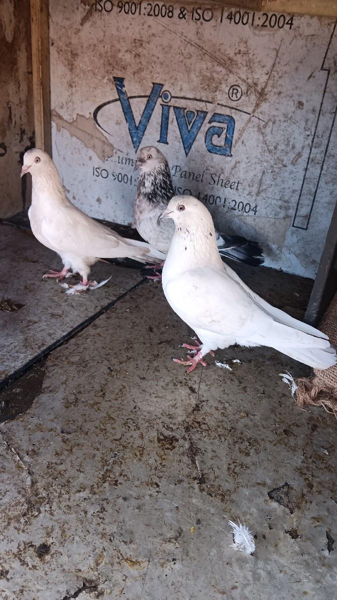 थंबनेल 3