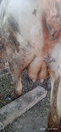 એચએફ ઓળખી વેચવાની છે