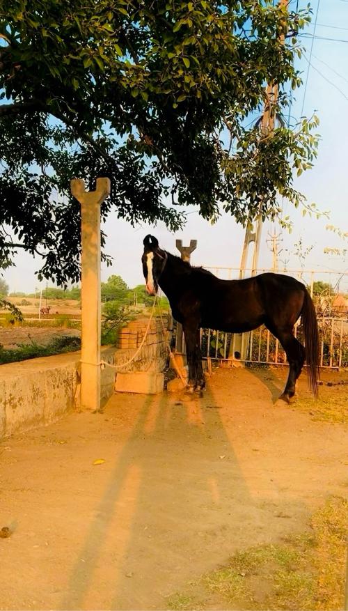 ઘોડી વેચવાની છે મો:-9737346646 પર ફોન કરવો