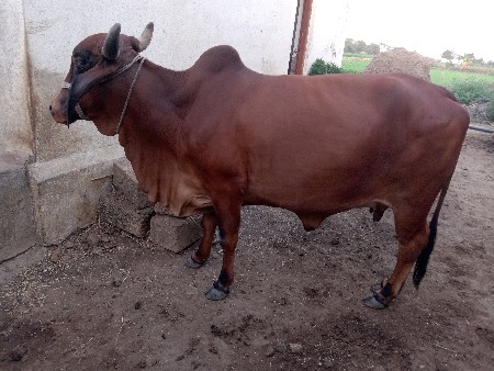 થંબનેલ 3