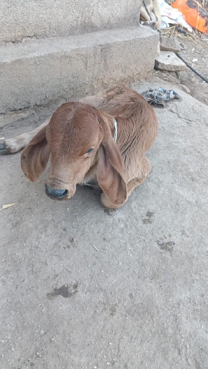 थंबनेल 3