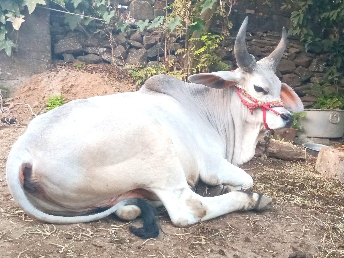 थंबनेल 5