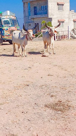 ક્રેઝી સૌથી ધર્મગ્રંથ છે ફુલ જવાબદા