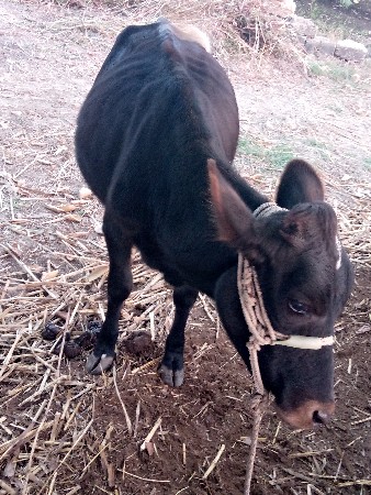 પ્યોર. ઇસફ