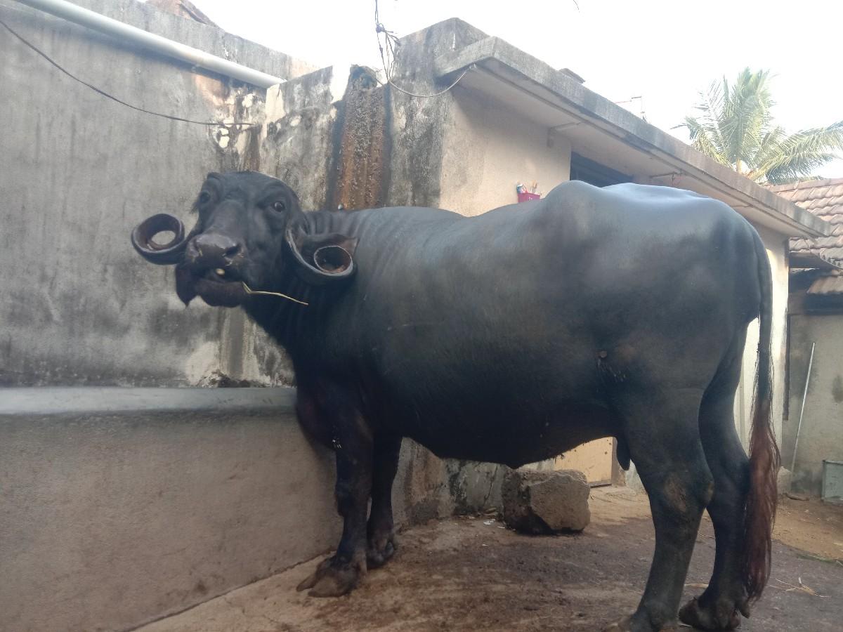 ભેસ વેચવાની છે