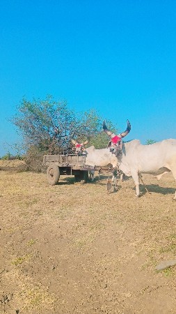 બળદ વેચવાના છે