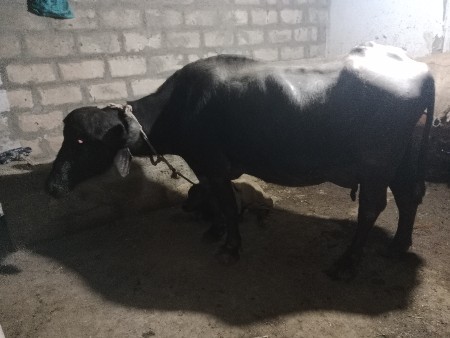 थंबनेल 2